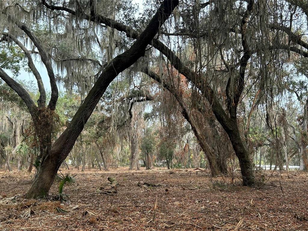 Oak hammock