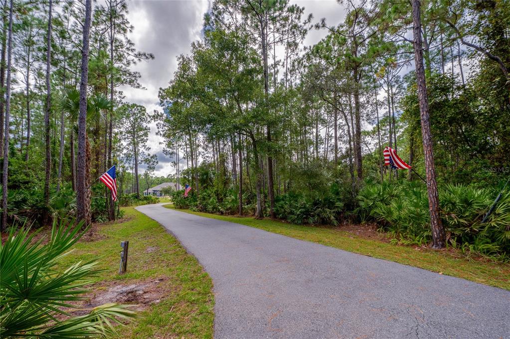 Private paved driveway winding through dense natural pine trees and lush greenery toward the main residence.