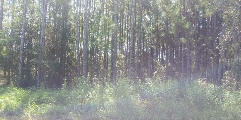 Property for sale at COMMONWEALTH AVENUE N, POLK CITY, FL, 33868