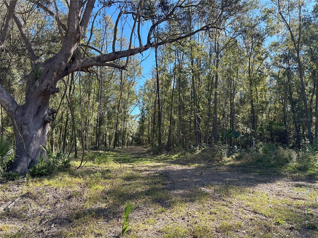 Property for sale at 55ac W HWY 318, REDDICK, FL, 32686
