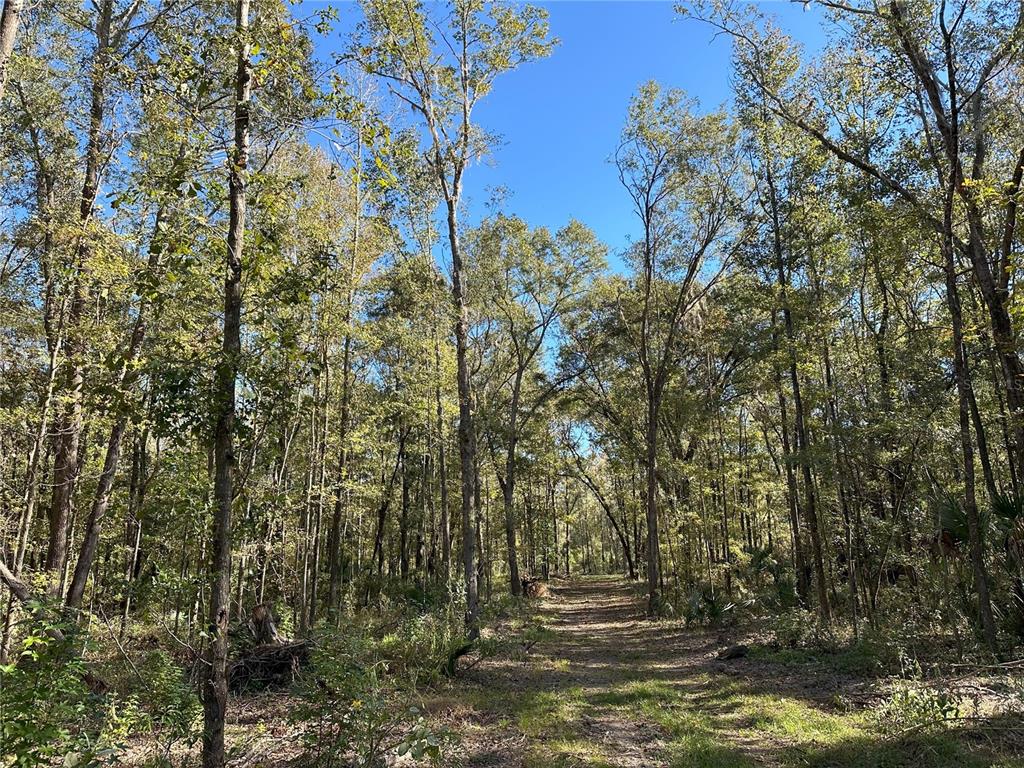 Property for sale at 55ac W HWY 318, REDDICK, FL, 32686