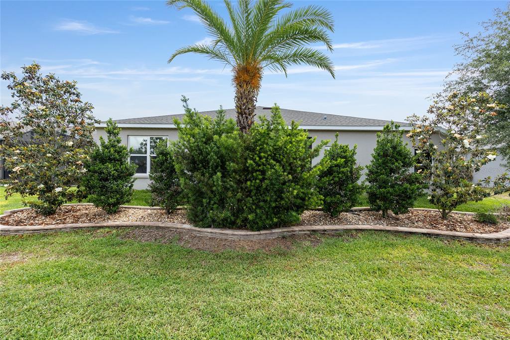 Rear Privacy Hedge