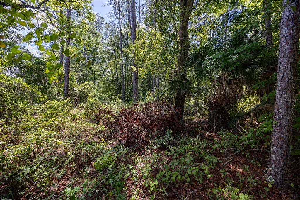 Property for sale at 0 SE HAWTHORNE ROAD, HAWTHORNE, FL, 32640