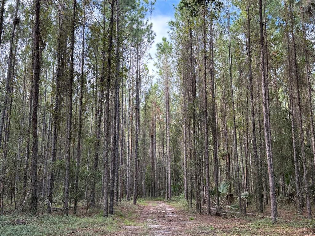 Property for sale at TBD NW 160TH ST, REDDICK, FL, 32686