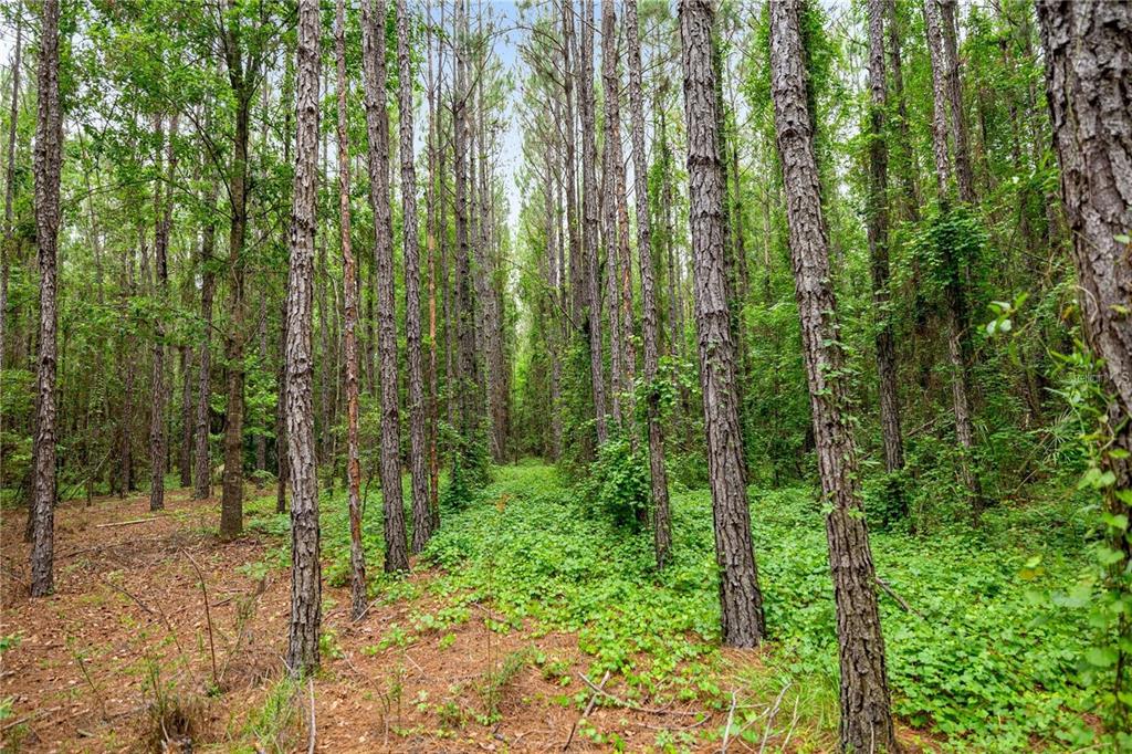 Property for sale at TBD NW 160TH ST, REDDICK, FL, 32686