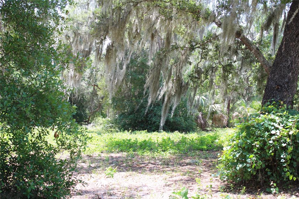 Beautiful Old Florida  Landscape
