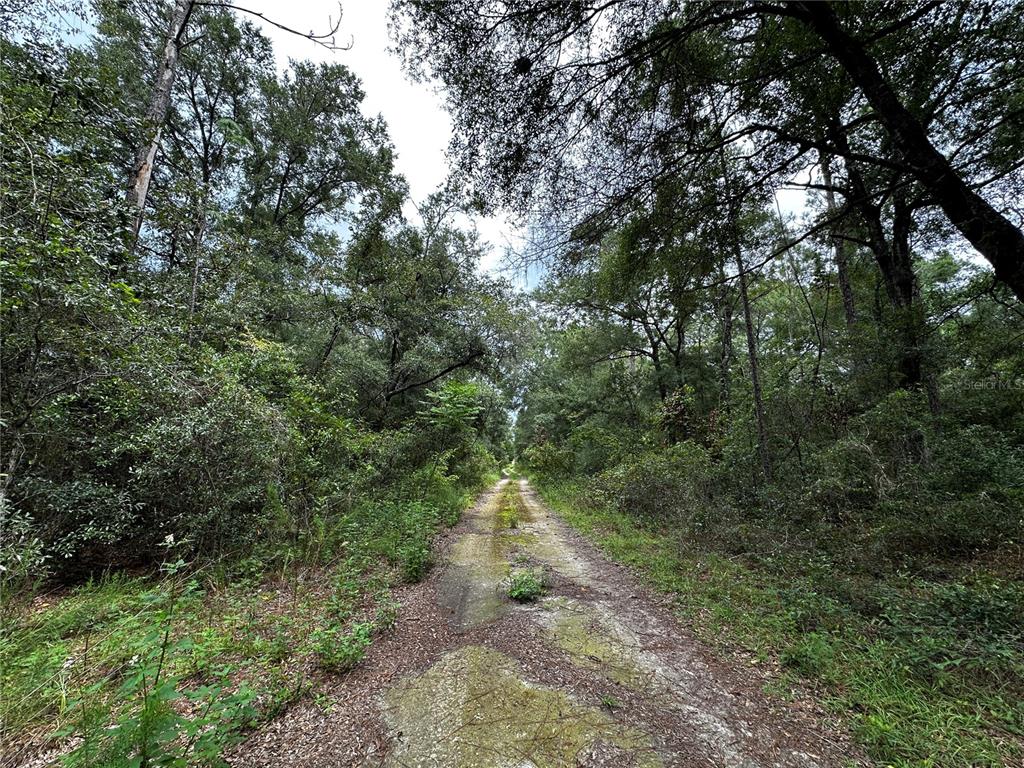 Property for sale at 0000 NE 155TH COURT, WILLISTON, FL, 32696