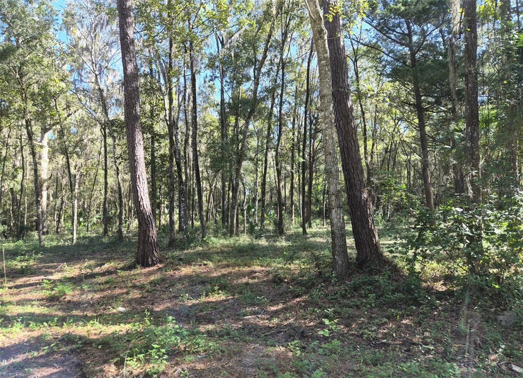 Property for sale at 0 SW 16TH PLACE, OCALA, FL, 34481