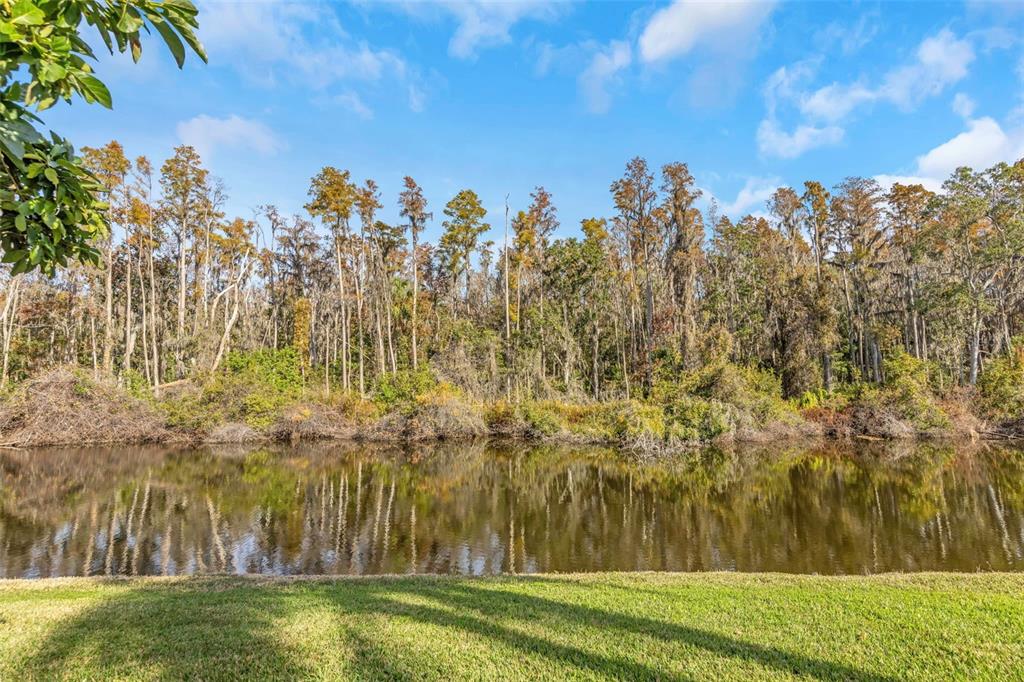 Pond View