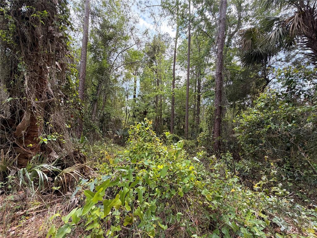 Property for sale at COUNTY ROAD 445A, ASTOR, FL, 32102