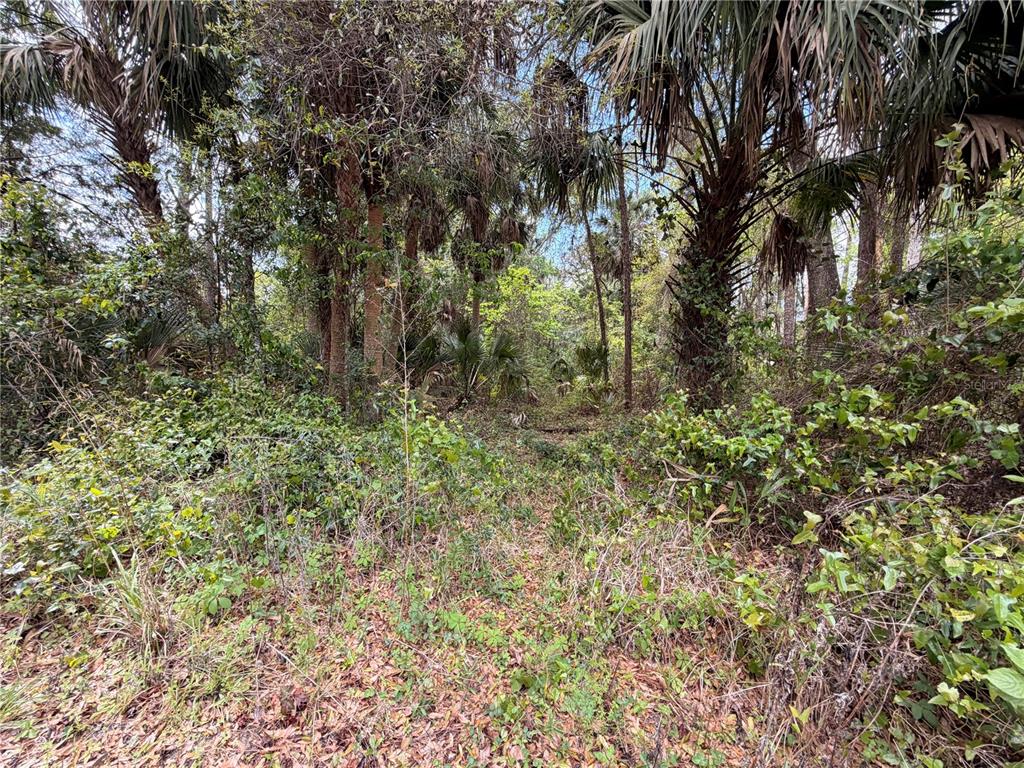 Property for sale at COUNTY ROAD 445A, ASTOR, FL, 32102