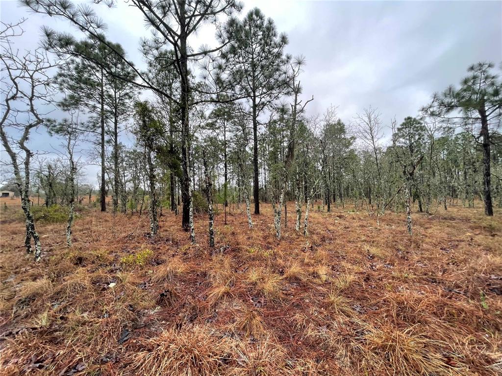 Property for sale at TBD SE 71 STREET, MORRISTON, FL, 32668