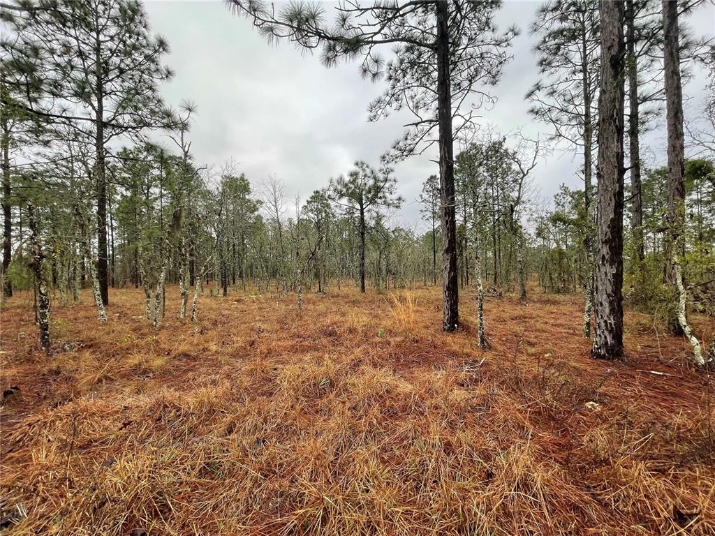 Property for sale at TBD SE 71 STREET, MORRISTON, FL, 32668