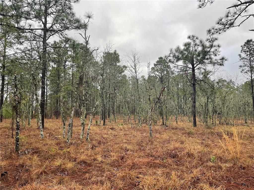 Property for sale at TBD SE 71 STREET, MORRISTON, FL, 32668