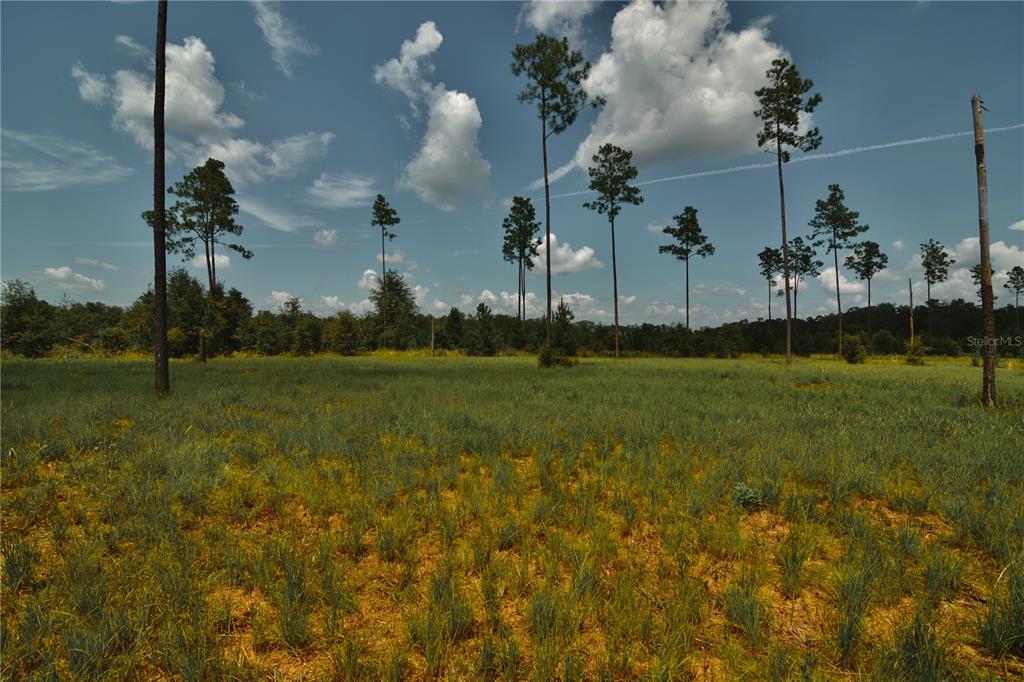 Property for sale at 00 99TH LANE, LIVE OAK, FL, 32060