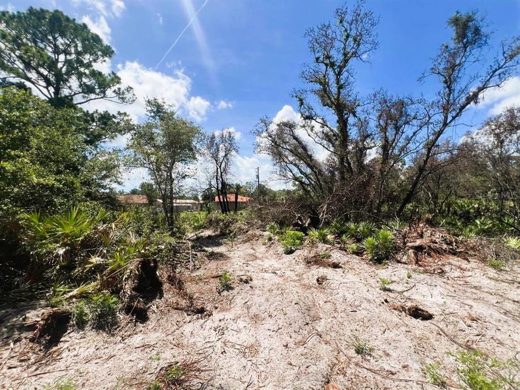 View of the Inside of the Land!! 2 Lots!!