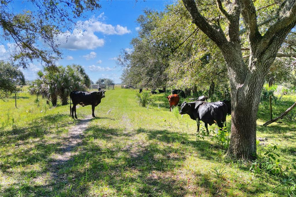 Property for sale at 46891 FARABEE ROAD, PUNTA GORDA, FL, 33982