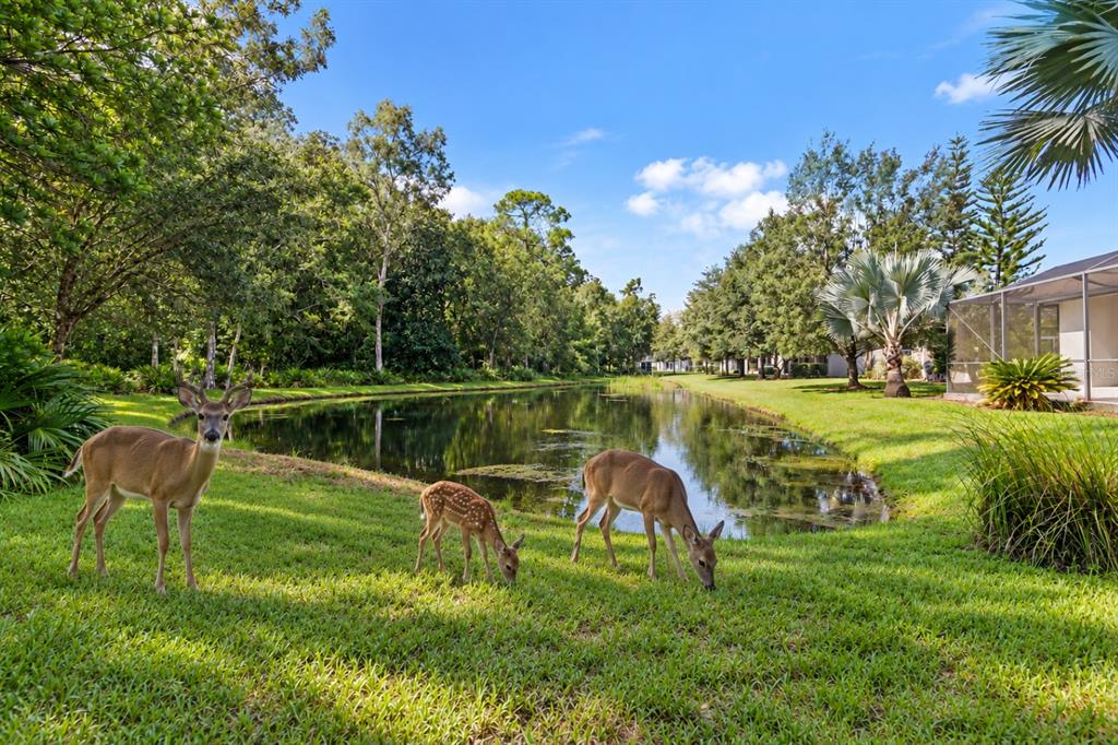 Pond View With Your Pet Deer.